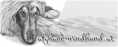 Afghanischer Windhund