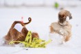 /album/windhunde-coursing/a2020-01-25-snowcoursing-galtur-at-0375-ecxwk-jpg/